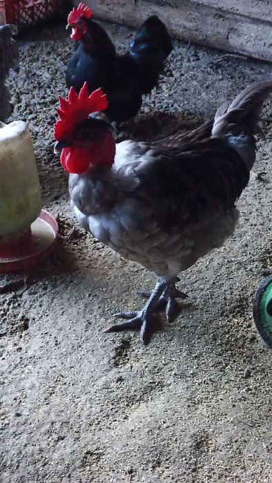 Galo Sem Raça Definida