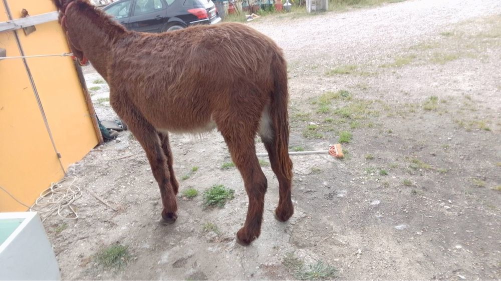 Vendo burro muito manso com5 anos, engatado, montado e executa todos os trabalhos de campo.