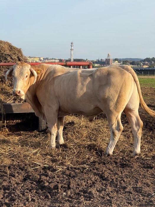 sprzedam byka blonde d’aquitaine