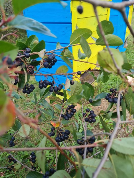 Aronia ekologiczna z obszaru Jury