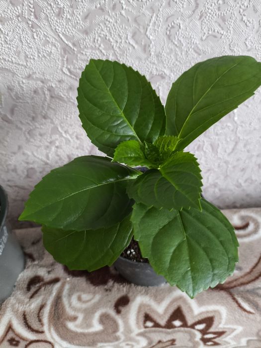 Гортензія рожева кімнатна