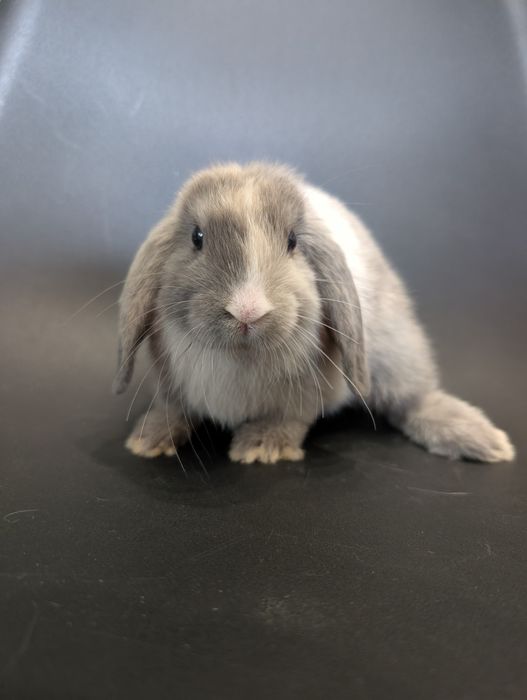 Mini lop, baranek miniaturka, metryka