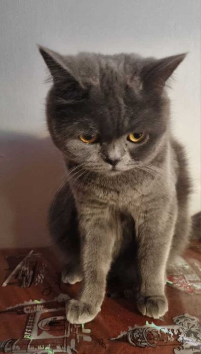 Вязка котів/ шукаємо нареченого для кішки