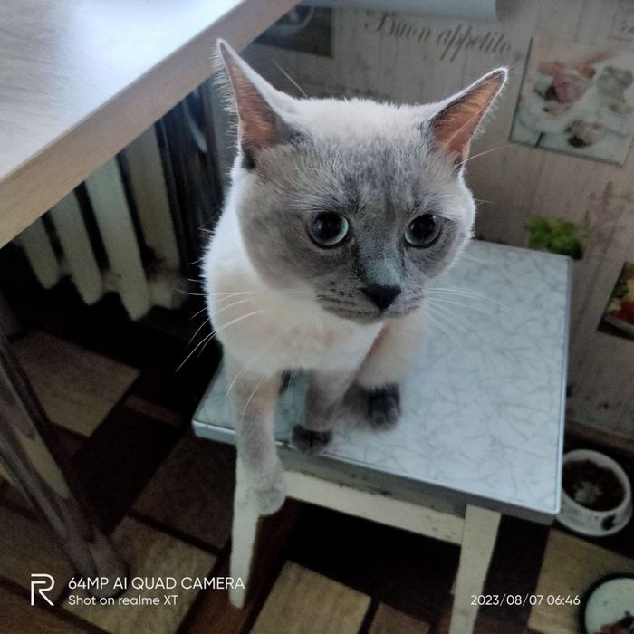 Продажа котика