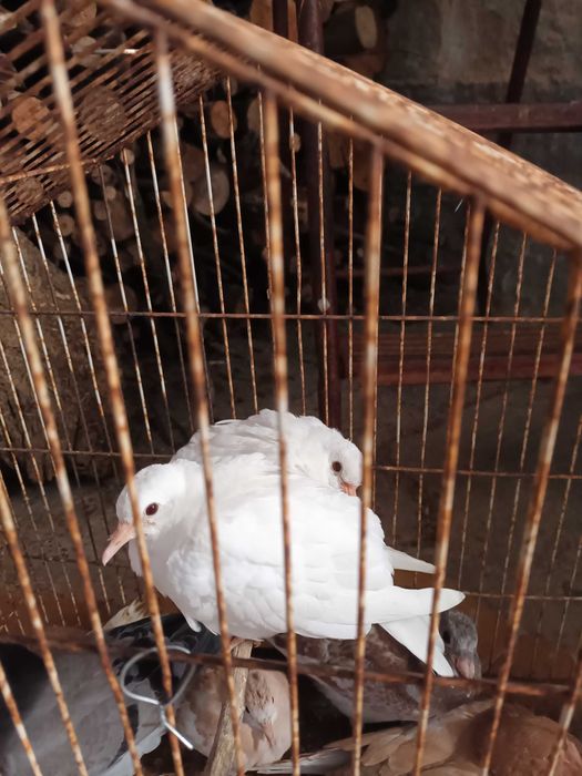 Vendp rolas  casal novinhas