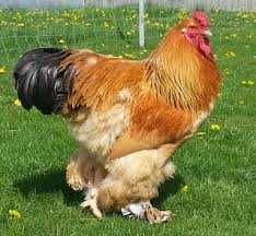 Dispenso Ovos de Galinhas de Raças Puras Sem Consanguinidade