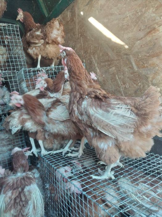 Кури несучки на яйце опт роздріб