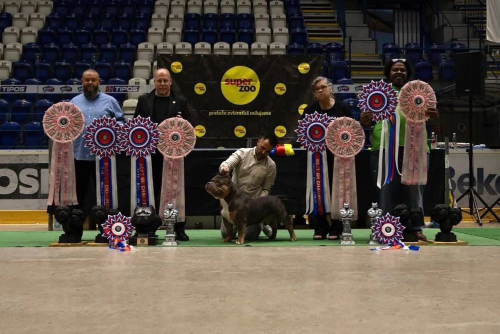 Suczka american bully szczeniak abkc classic