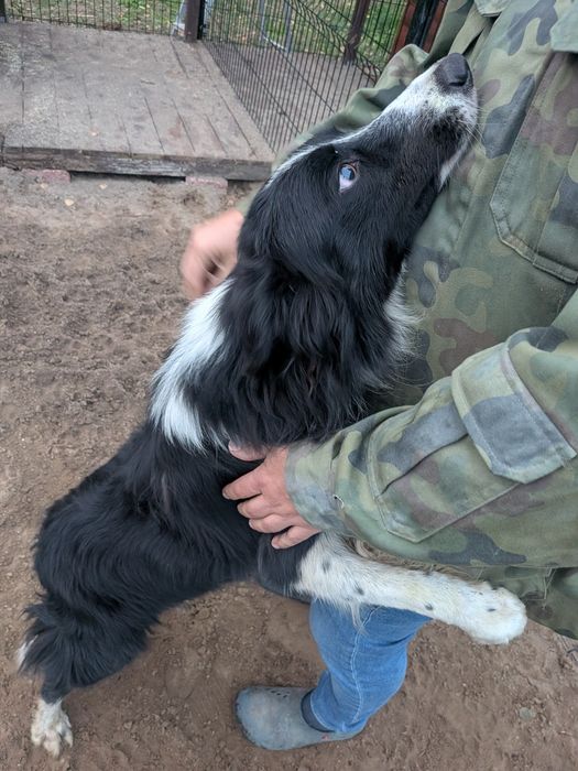 Border Collie z rodowodem szuka nowego domu