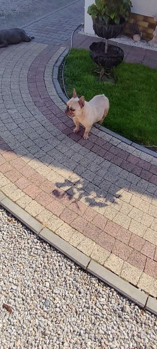 Oddam za darmo w dobre ręce