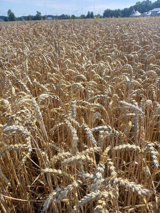 Owies, Słoma sucha,  pszenica, pszenżyto