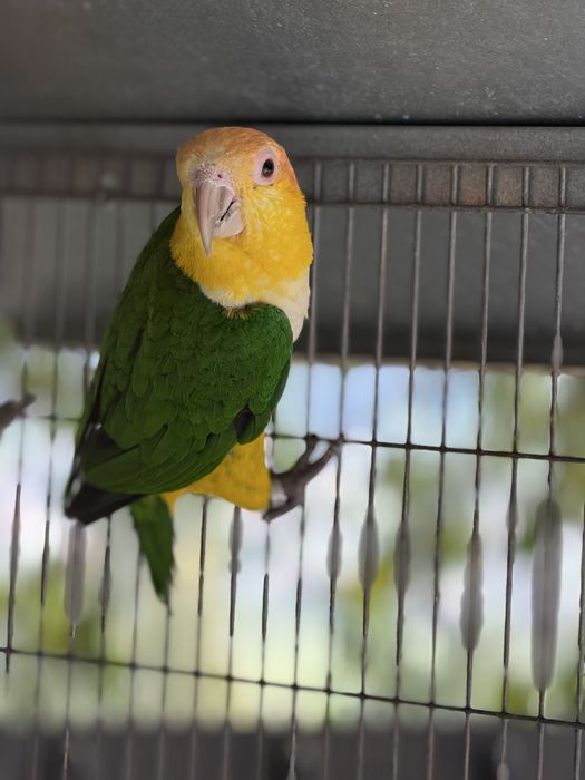 CEDO MACHO 2024 MARIANIHA CABEÇA CANELA