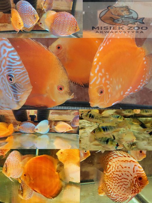 MISIEKZOO Dyskowce - Paletka Red White / Rozmiar 9 -10 cm / Różne
