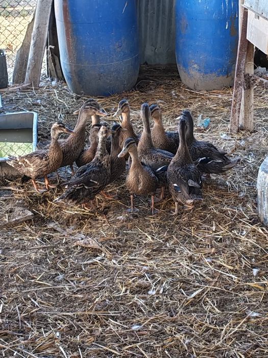 Patos reais 10€ cada