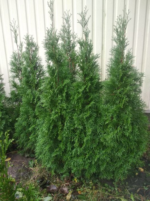 Туя смарагд, самшит. Ёлка.