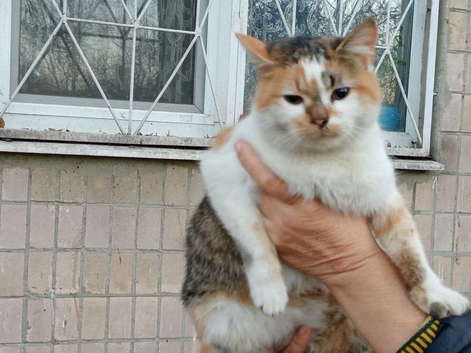 Отдам в хорошие руки