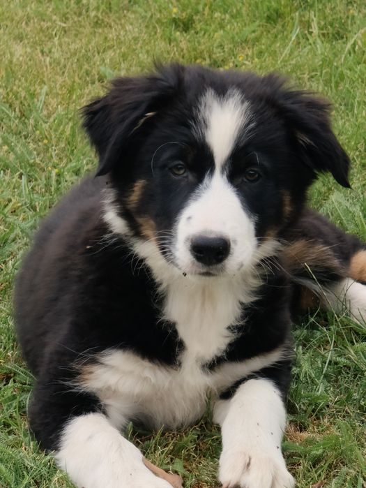 Border collie suczka