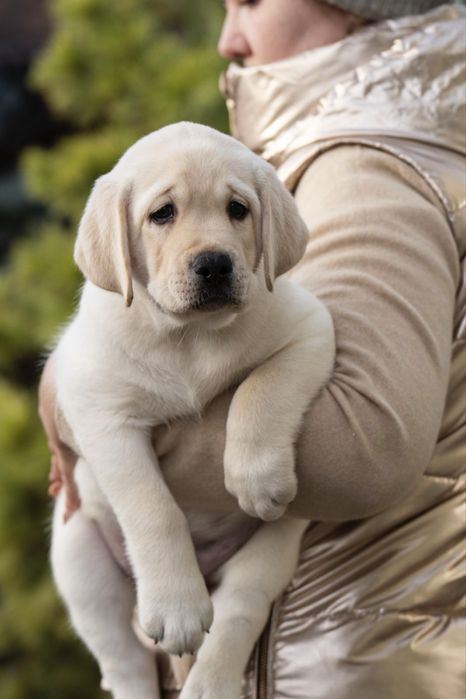 Хлопчик лабрадор КСУ