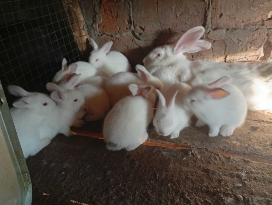 Продам крольчат недорого