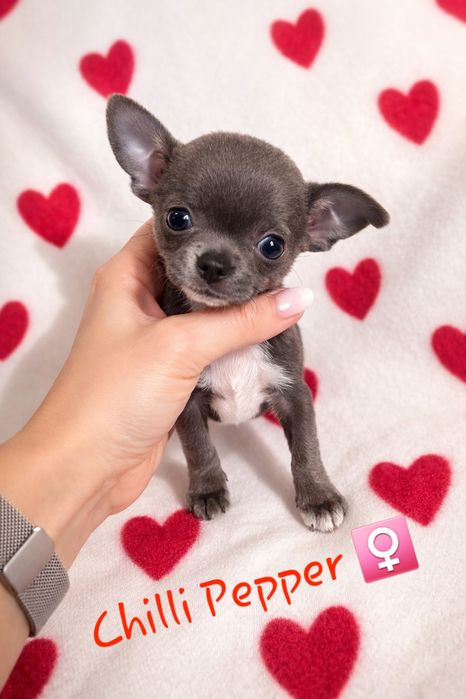 MINIATUROWA niebieska sunia chihuahua  WYJĄTKOWA  mini