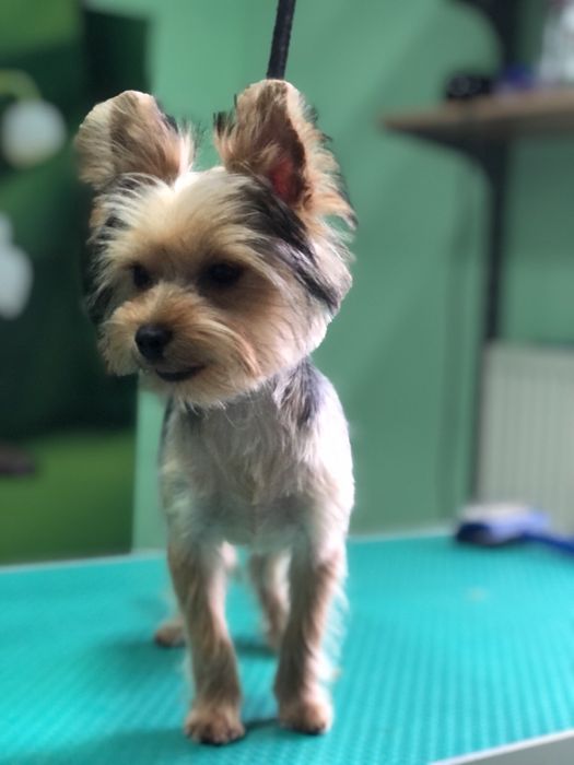 Йоркширський терьєр ( вязка)