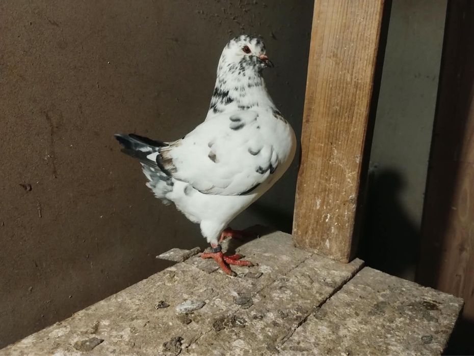 Sprzedam gołebie kingi