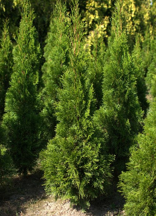 Thuja tuja smaragd szmaragd 100 120 cm kopana z gruntu