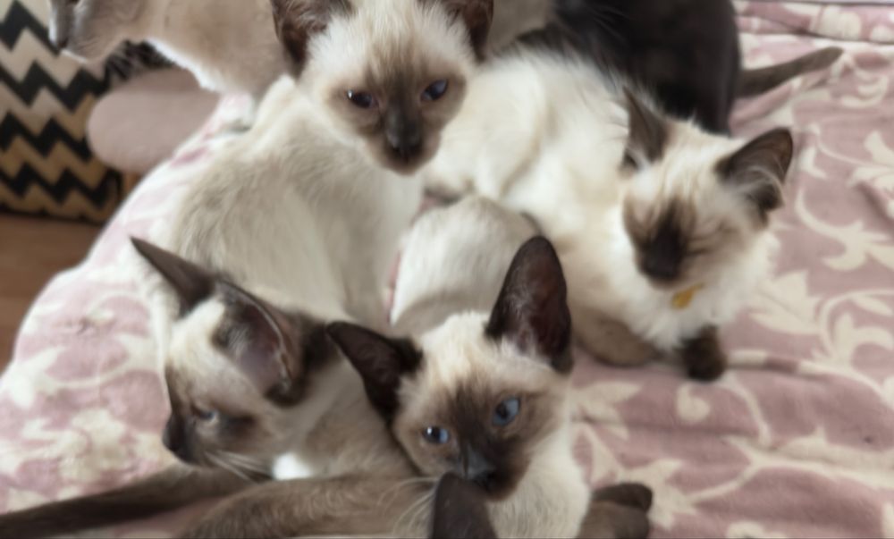 Kotka balijska doskonała dla alergika , do felinoterapii