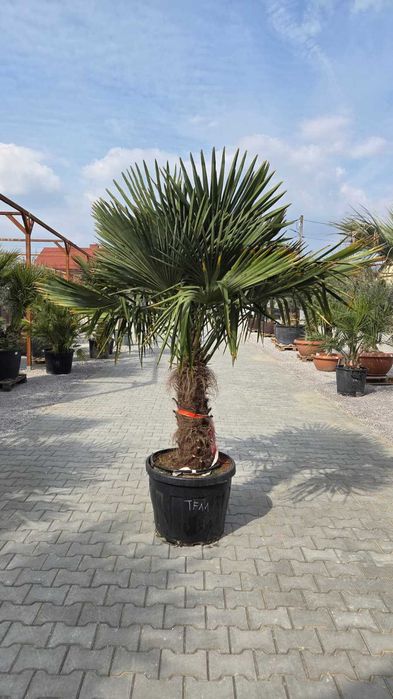 Palma mrozoodporna Trachycarpus fortunei – dostępne różne rozmiary