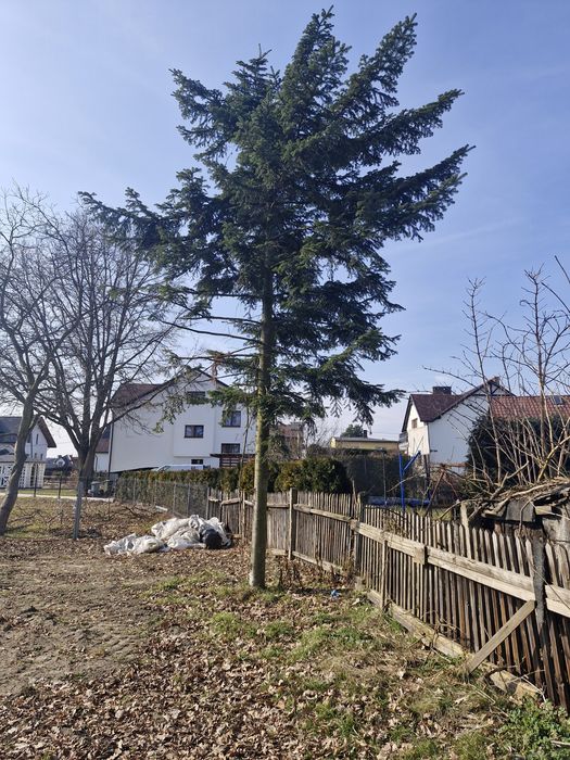 Zlecę wycinkę drzew w zamian za drewno