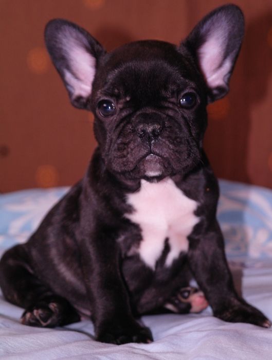 Малыши разных окрасов