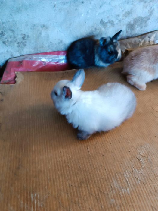 Coelhos anões  quem levar dois fica por 50€