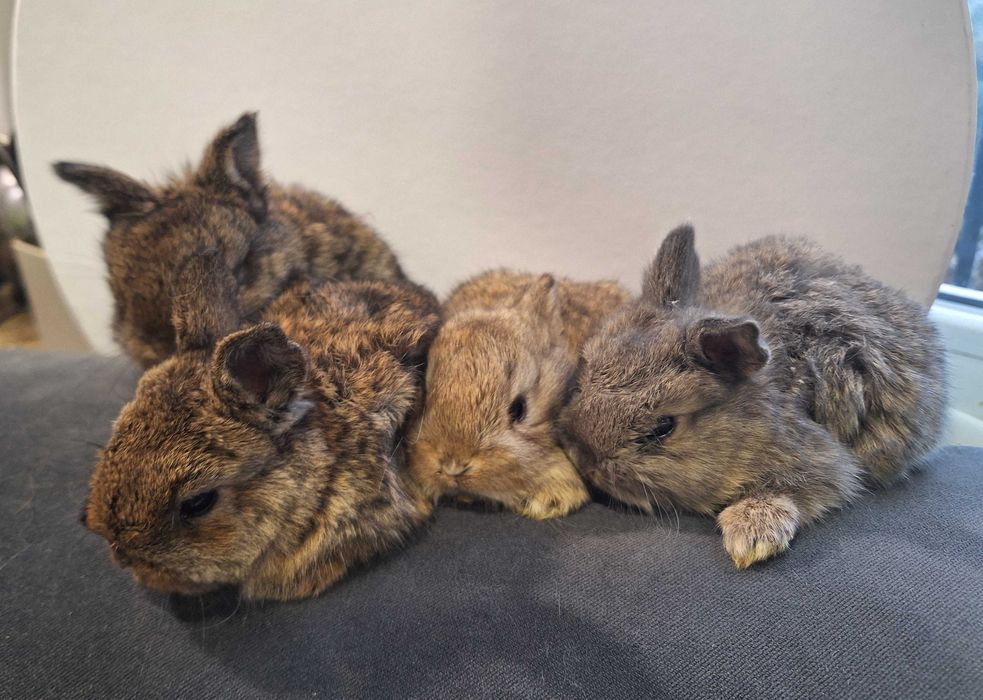 Крольчата карликовые. 1 месяц