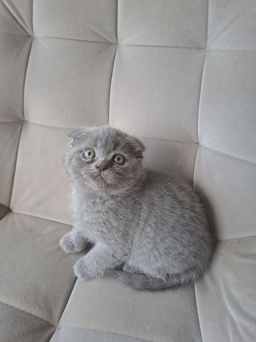 Шотландський котик