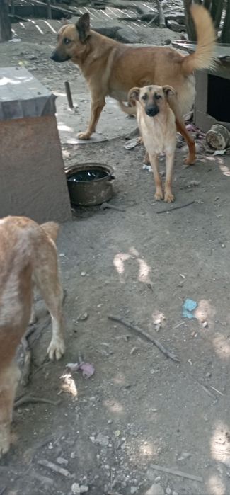 Гарні охоронниці, в хороші руки, дівчата