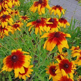 Rudbekie sadzonki