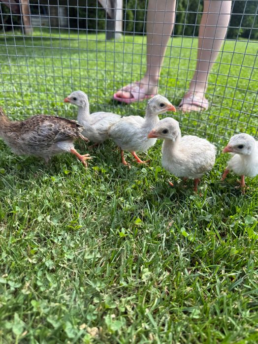 Kaczki jaja indycze kury Australorp kaczka gęsi perliczki