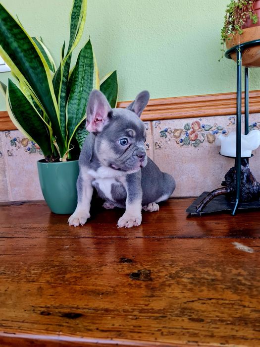 Excelente menino Bulldog/Bouledogue Francês de Qualidade