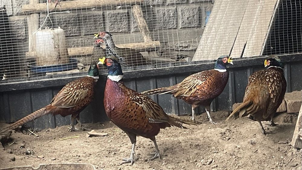 Продам фазана фазанят