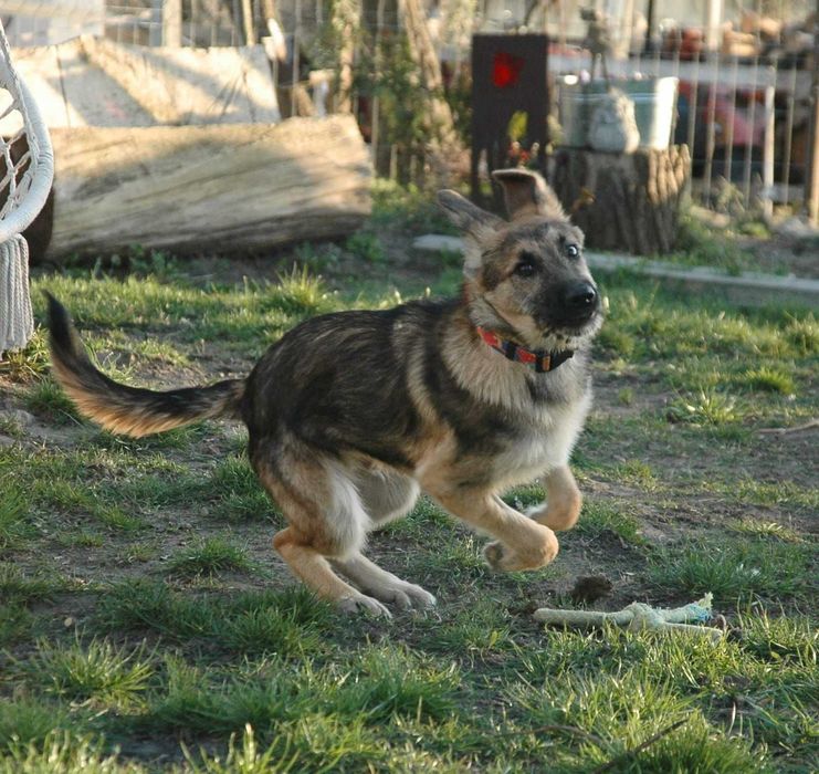 Pokochaj, adoptuj