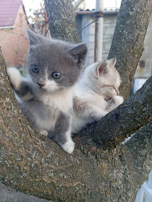 Котики 2 дівчинки 1 хлопчик