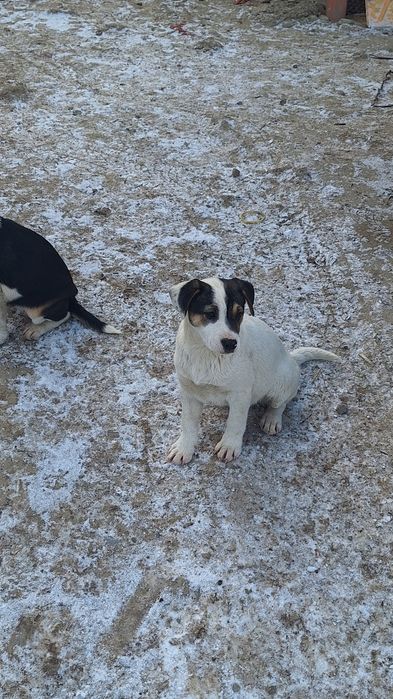 Akita Amerykańska Oddam szczeniaki