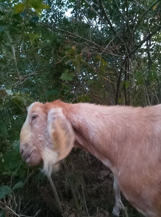 Цап племінний.Парування