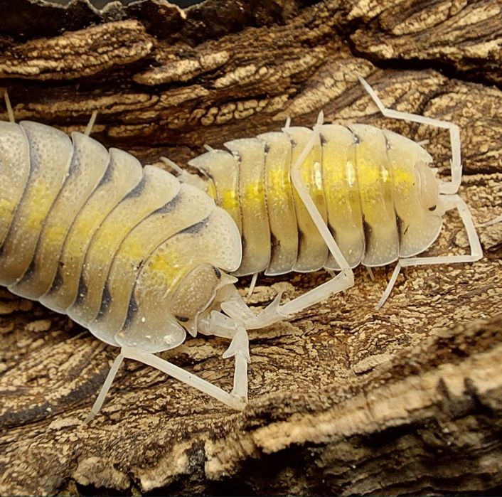 Alimentação isopods/bichos da conta