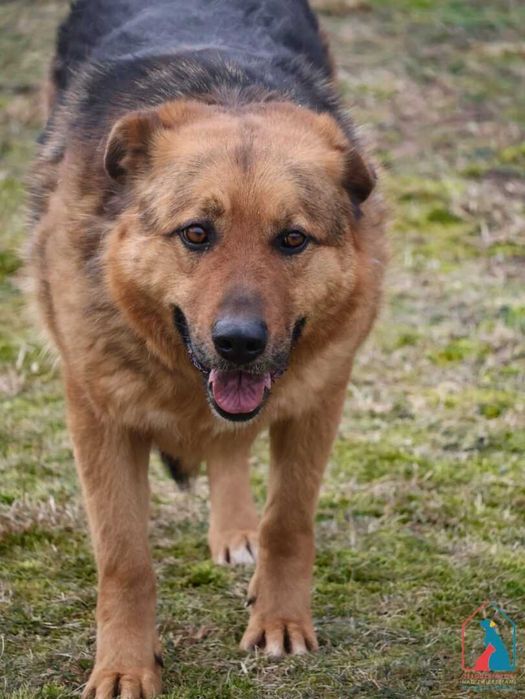 Piesek Loto długo jest w schronisku! Adoptuj!