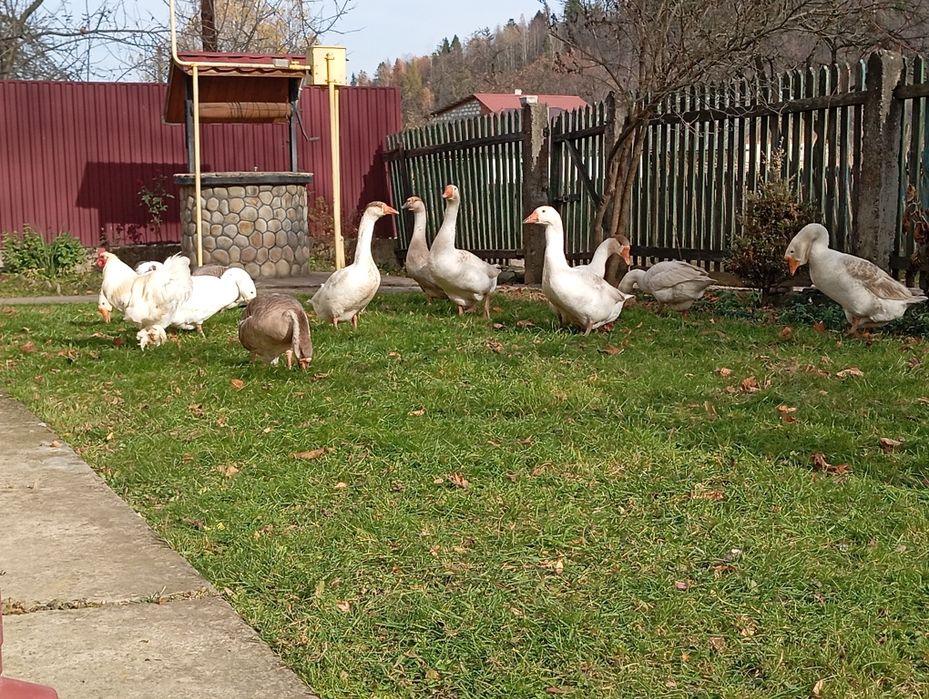 Гуси та гусаки молоді