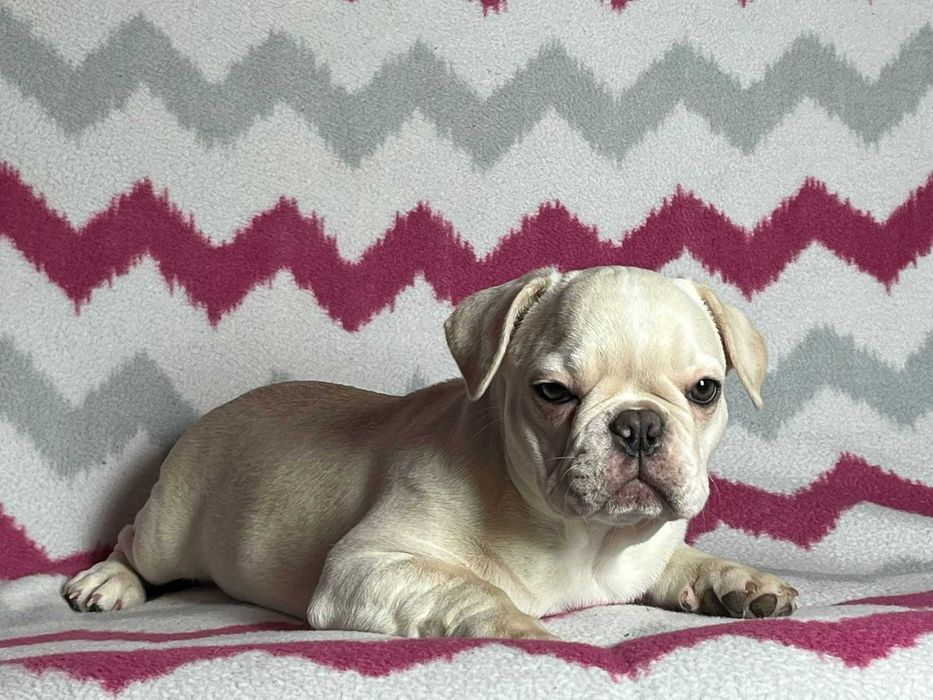 Buldog francuski suczka na sprzedaż