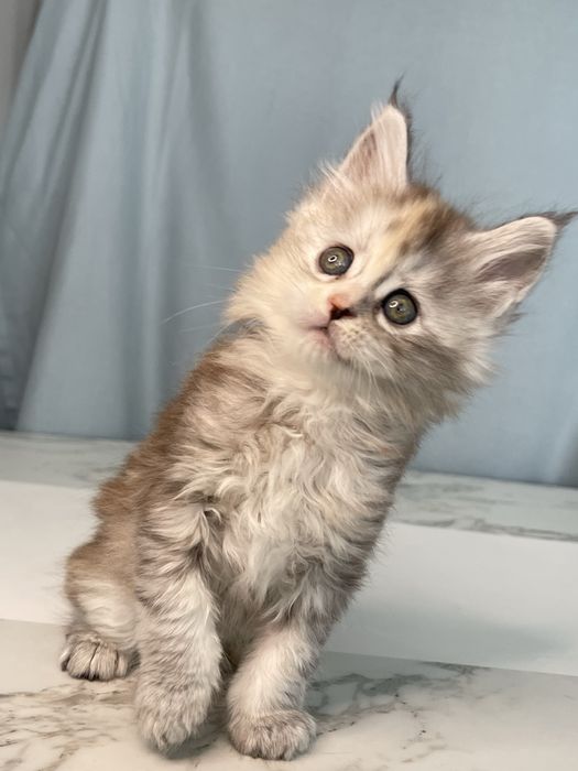 Справжні Мейн-куни з родоводом