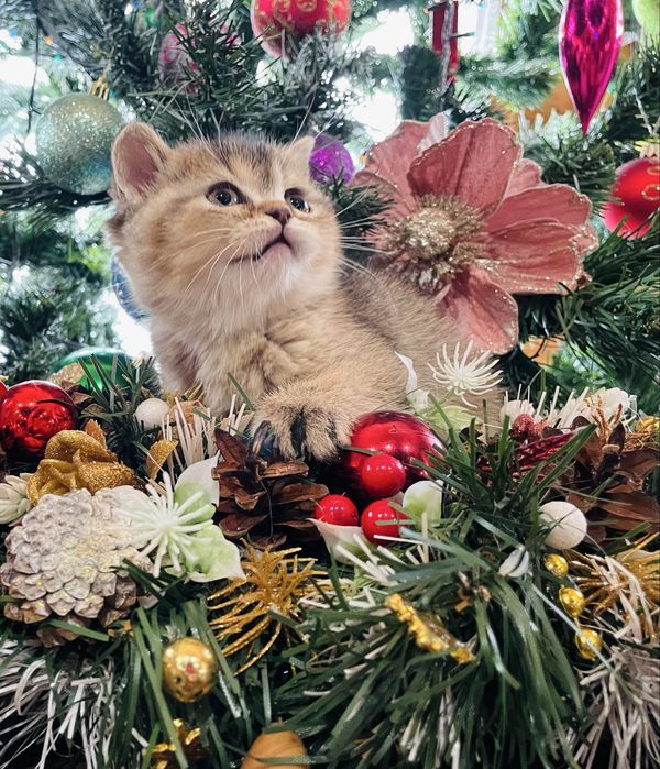 Розкішна шотландська дівчинка золота шиншила