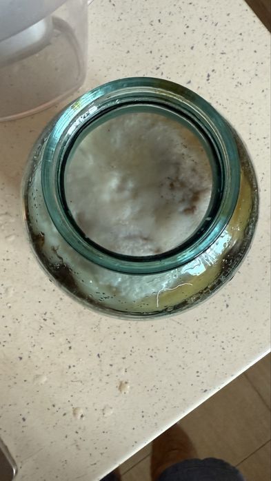 Чайный гриб, камбуча